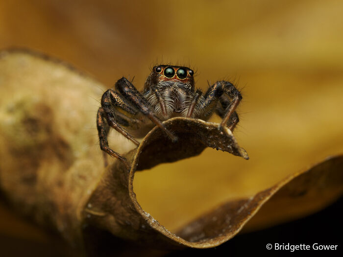 Jumping Spider’s Big Stage Moment