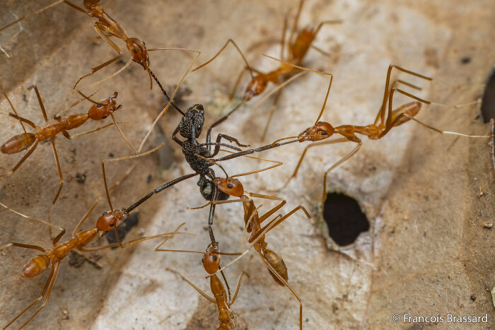 Ants vs. Ants: The Epic Jungle Battle