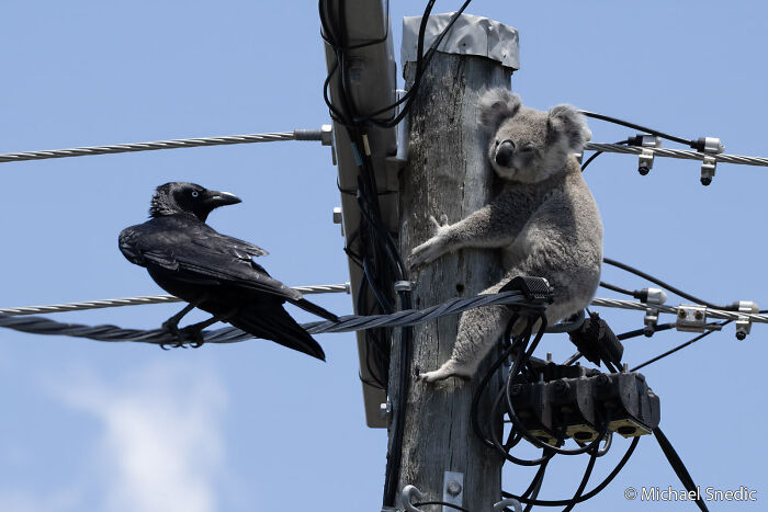 Koala’s Suburb Adventure (Not Fun for the Koala)