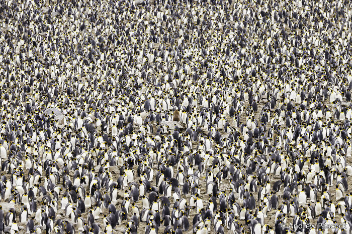 The Penguin Who Took the Rock Throne