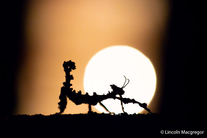 Leaf In The Spotlight: Backyard Insect Drama