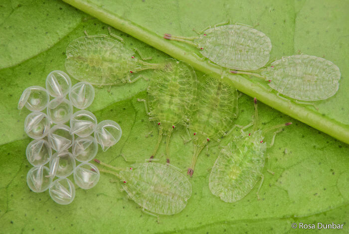 Bug Babies Just Hanging Out