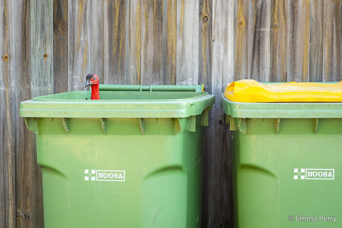 Brush Turkey’s Dumpster Dive