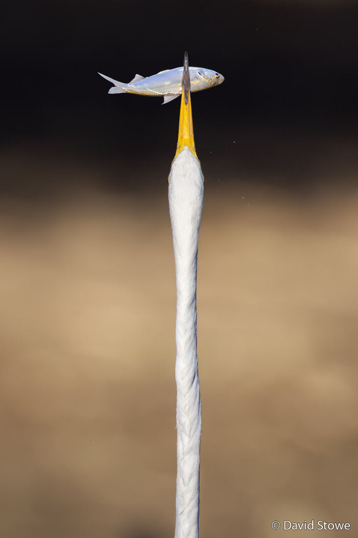 Spearfishing Egret: Fishing Level – Expert