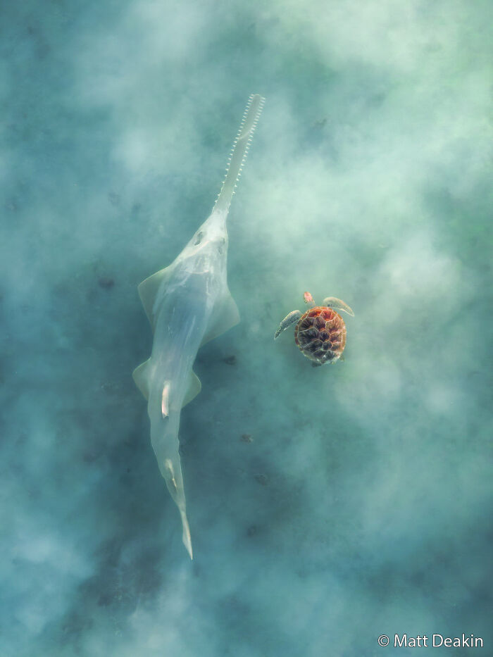Ghostly Sawfish Visits Sea Turtle Squad