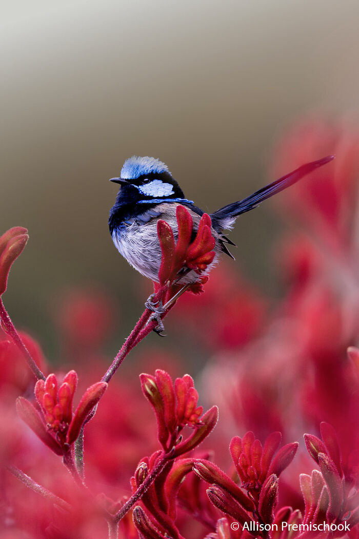 Wren’s Colorful Comeback
