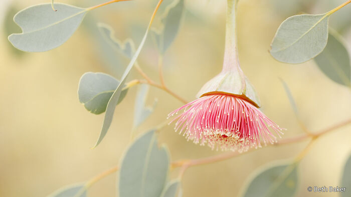 Eucalyptus Glow-Up: When Trees Go Gold