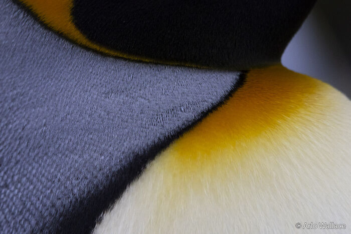 Penguin Plumage Close-Up: Feather Fashion