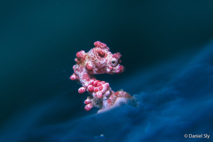 Pygmy Seahorse: Underwater Ninja Camouflage