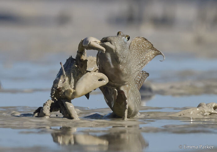 Mudskipper Gets a Lift (Not Your Average Taxi Ride)