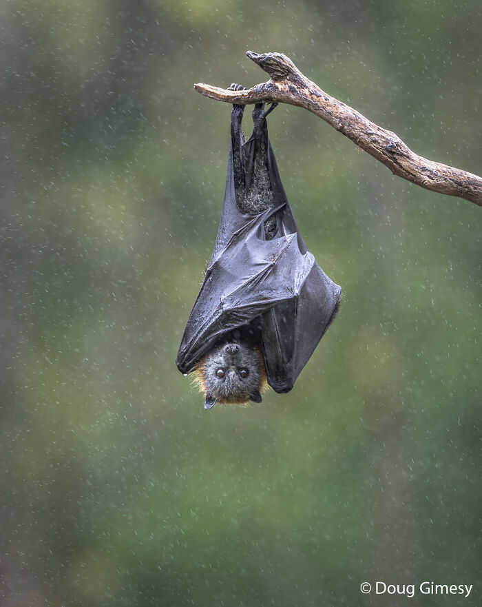 Flying-Fox Uses Wings for Rain? Genius!