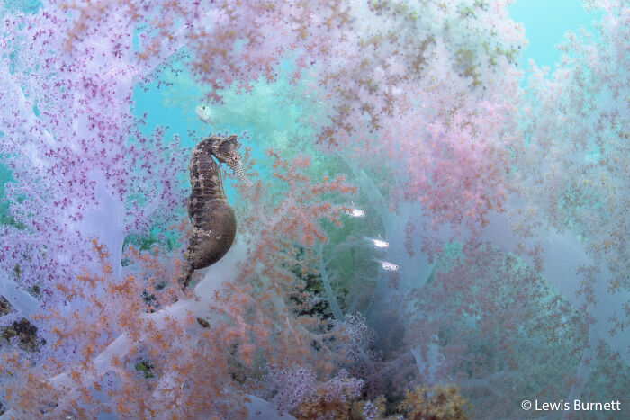 Seahorse in Its Soft Coral Kingdom