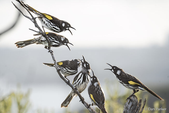 Honeyeaters: Chatterbox Masters