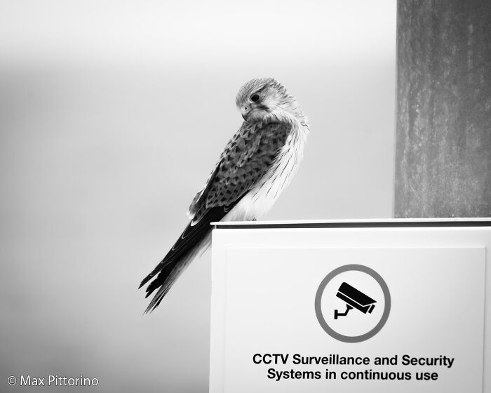 Kestrel on Security Duty