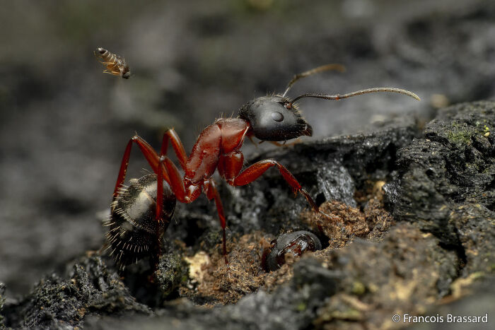 Ant Head Game: Fly’s Creepy Egg Drop