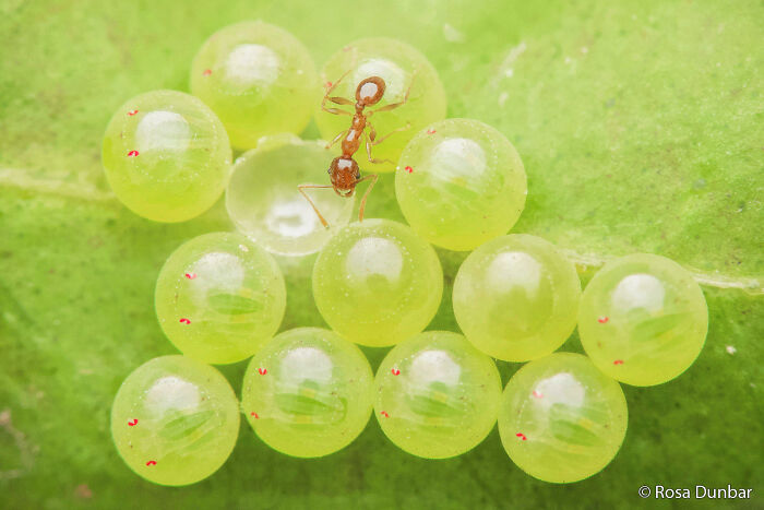Ants at a Bug Buffet