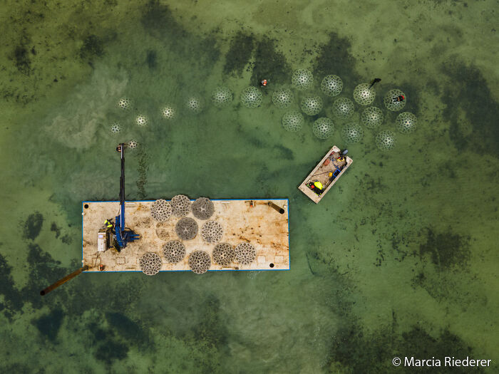 Artificial Reef: Shark Stopper & Oyster Helper