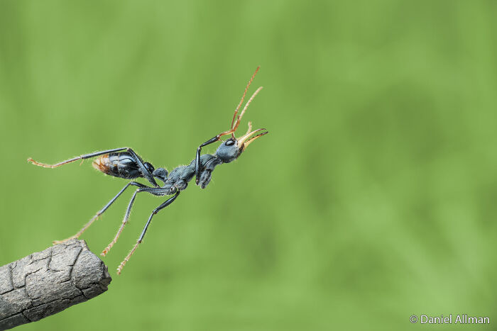 Ants That Jump? Surprise!
