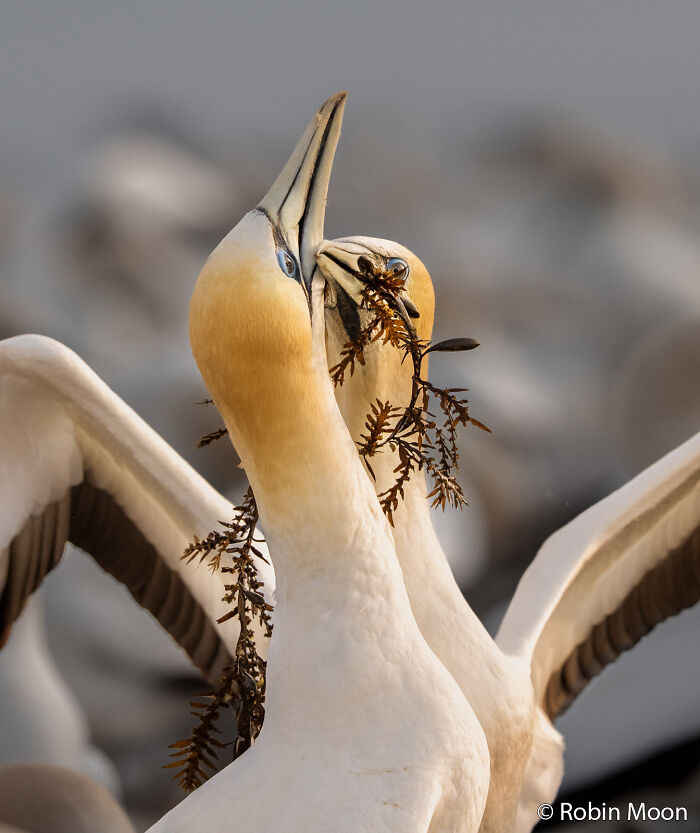 Gannet’s Love Dance: Seaweed & Beak Taps