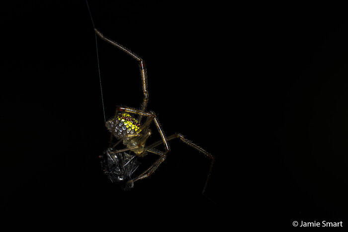 Mirror Spider: Disco Ball Vibes