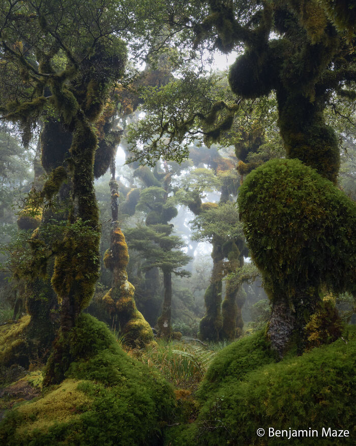 Goblin Forest: Nature’s Tricky Shape-Shifters