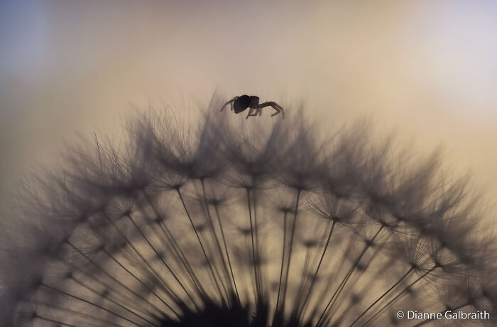 Tiny Spider’s Big Adventure on Dandelion Thorns