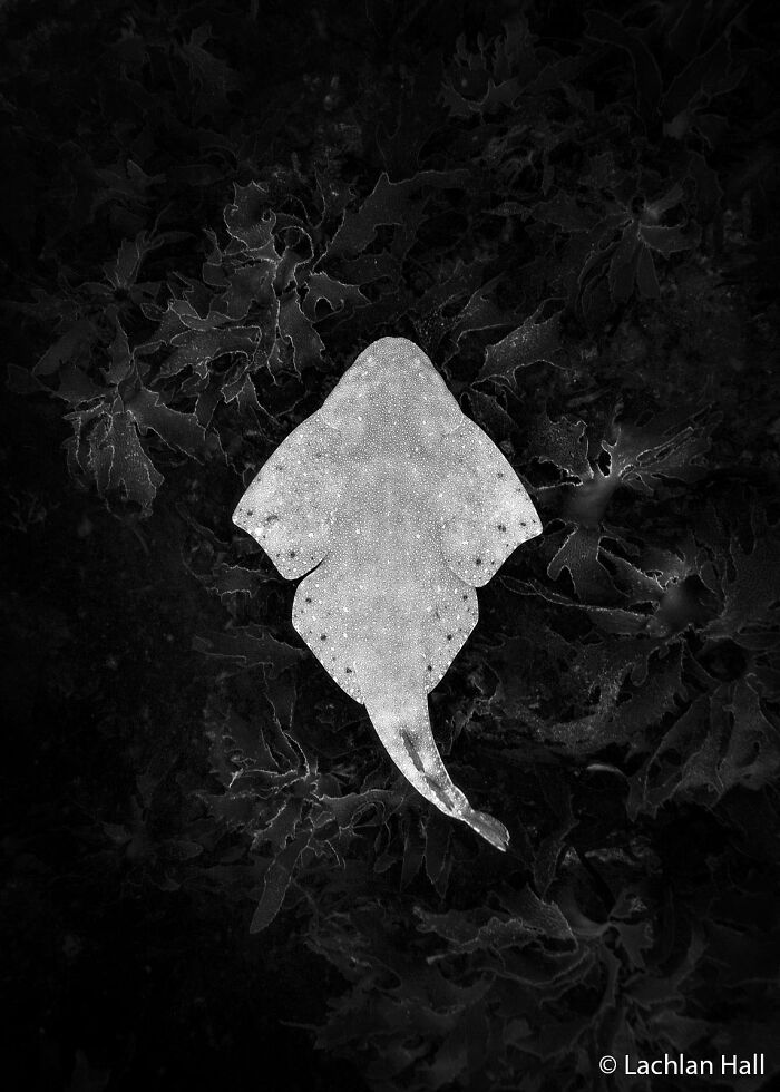Angelshark: The Ghost of the Kelp Forest