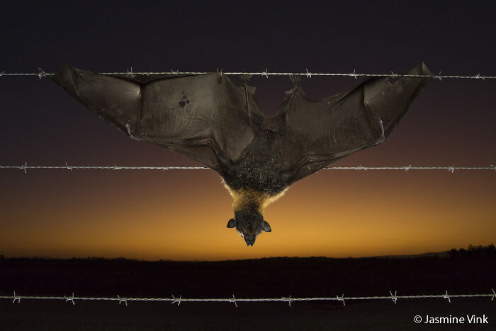 Flying Fox’s Barbed Wire Trouble