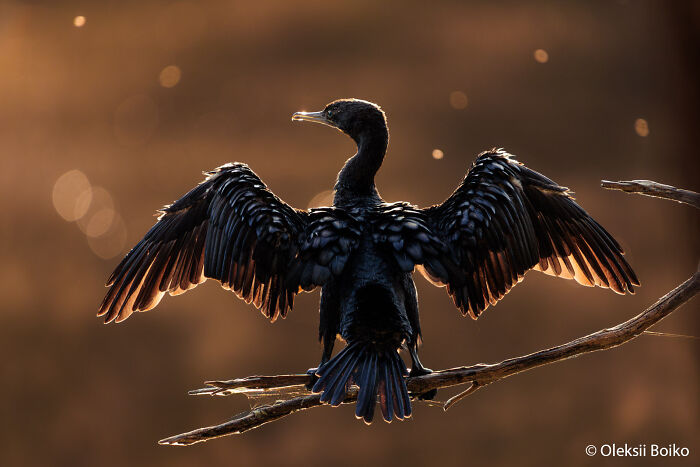 Black Cormorant’s Golden Wing Drama