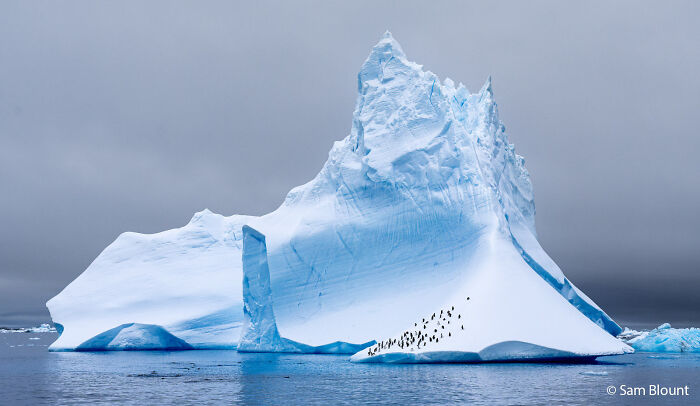 Penguins on Ice Taking a Break