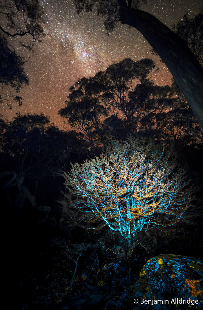 Tanglefoot’s Glow-Up Under UV