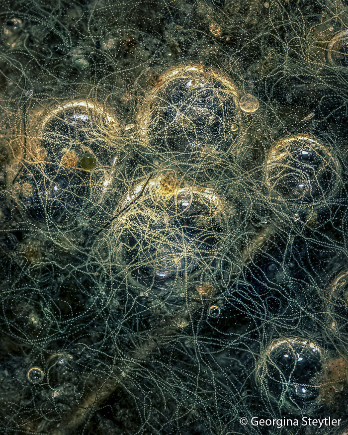 Algae Strings: Nature’s Mini Jelly Strings