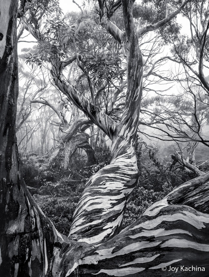 Twisty Snow Gums: Sculptures of the Wild
