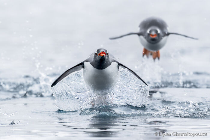 Gentoo Penguins: Flying Underwater Ninjas