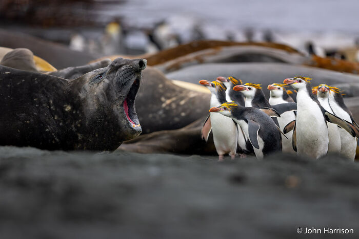 Penguins Yield to Elephant Seal Boss