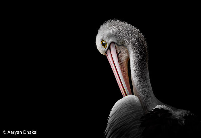 Pelican’s Quiet Poise