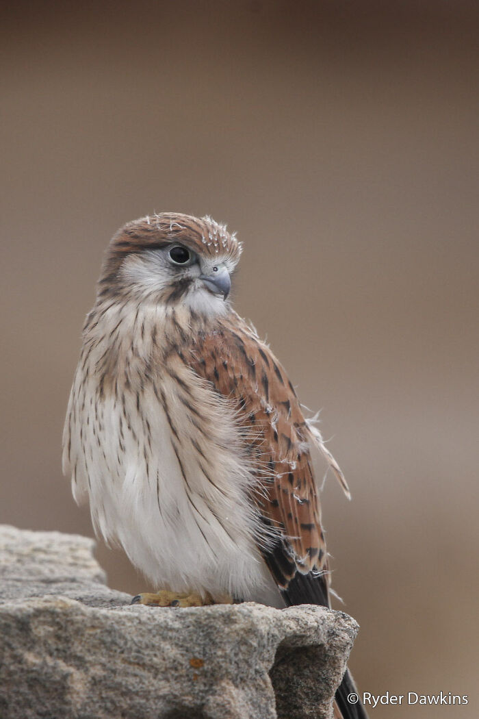 Kestrel’s Close Encounter
