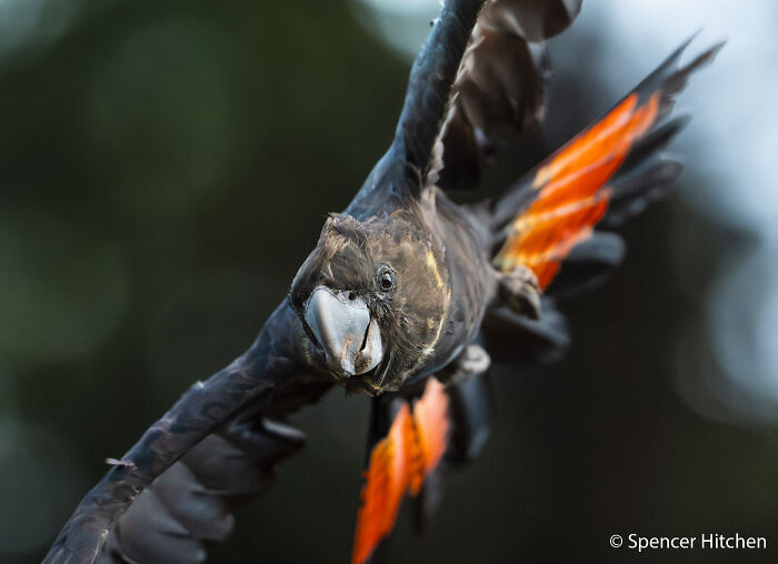 Glossy Black Cockatoo Fan Club