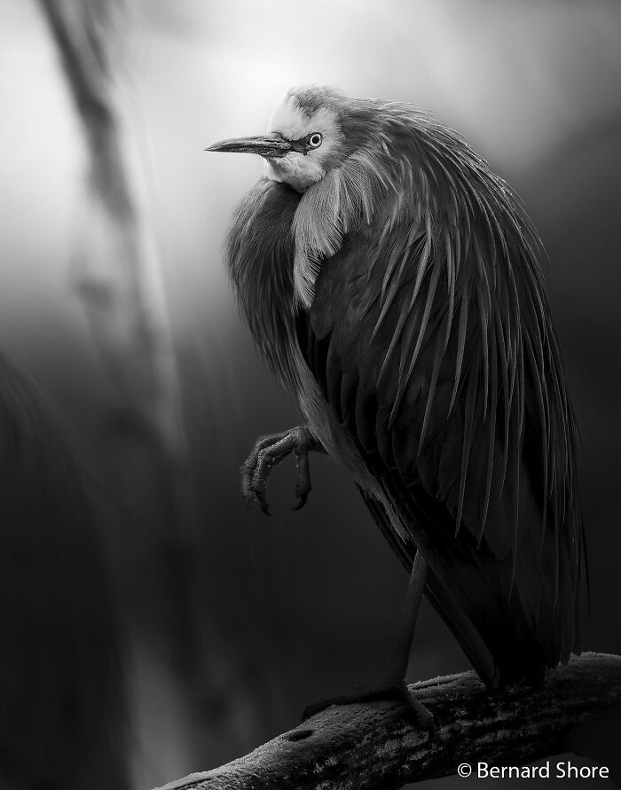 Dramatic Heron Duo