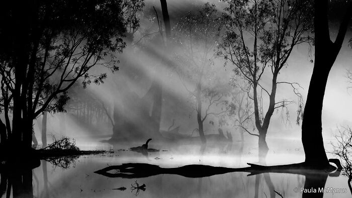 Mornings at Mullinger Swamp