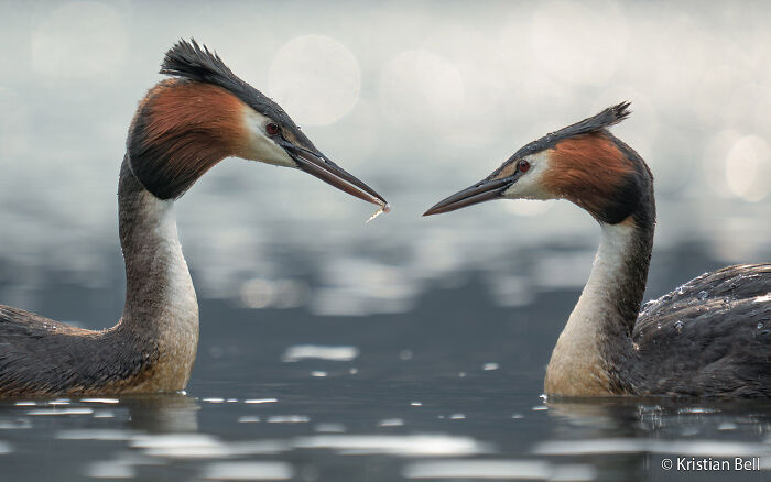 Heron’s Wild Bath Time Party