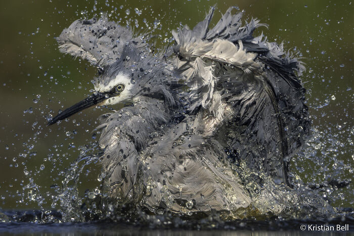 Grebe’s Love Snack