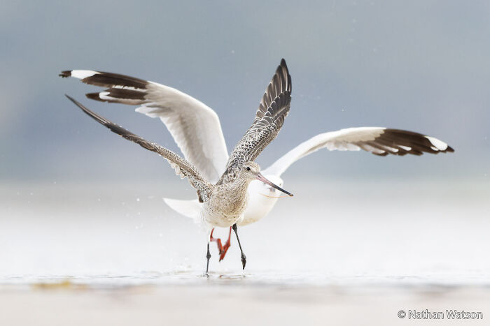 Worm Wars: Clam Battle on the Sandbar