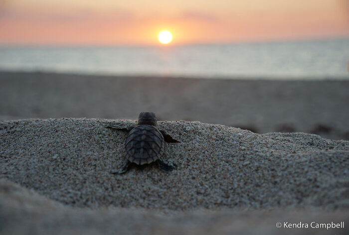Turtle’s Lucky Break in a Sea of Odds