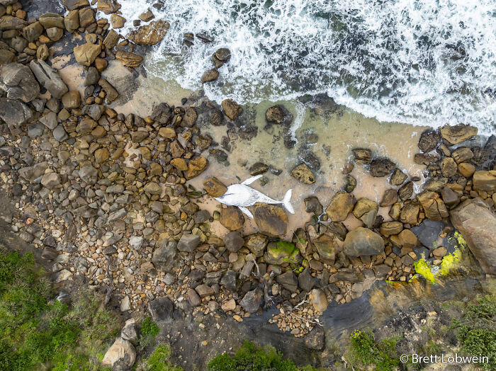 Whale’s Shark Net Struggle