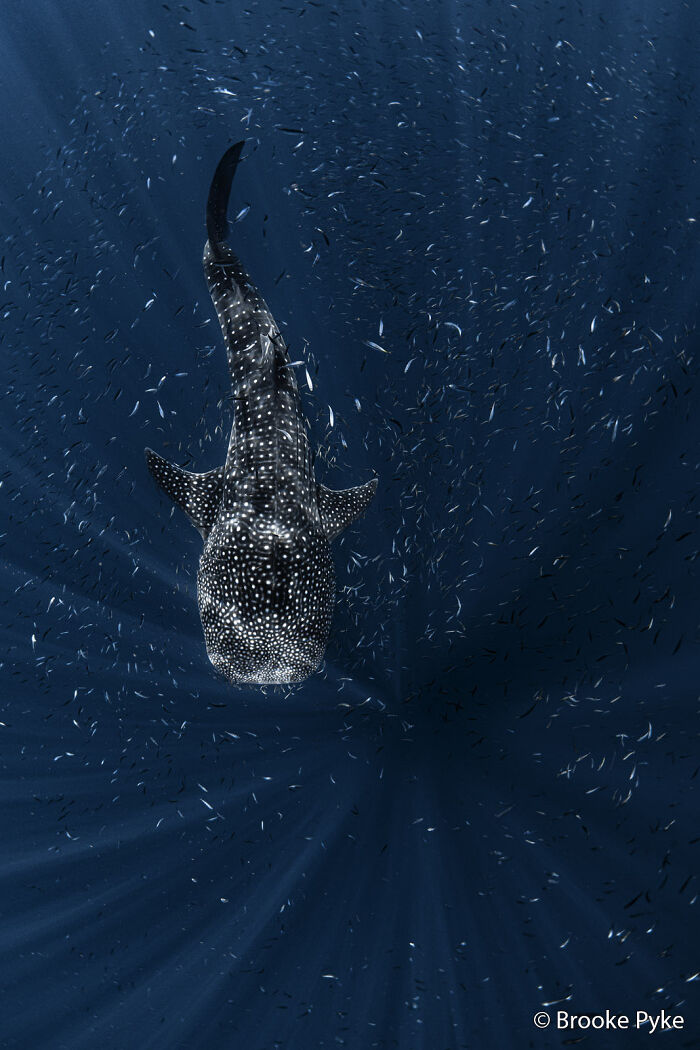 Whale Shark’s Shiny Ocean Party