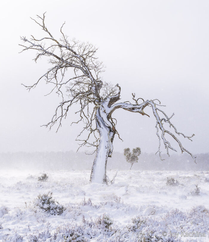 Cider Gum’s Heartfelt Heritage
