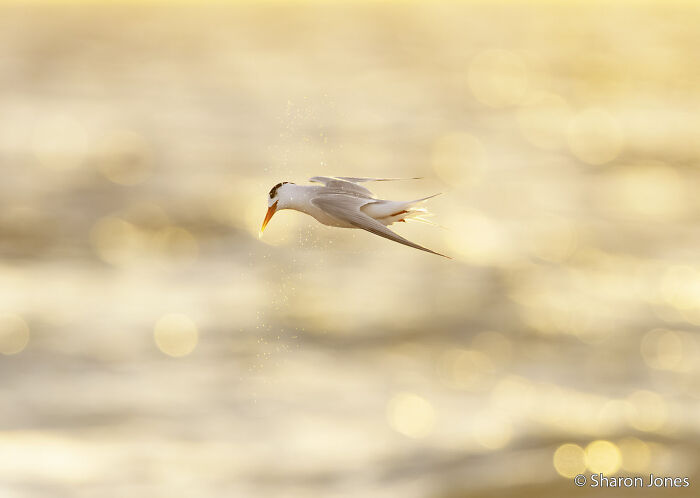 Fairy Tern’s Splash Spin