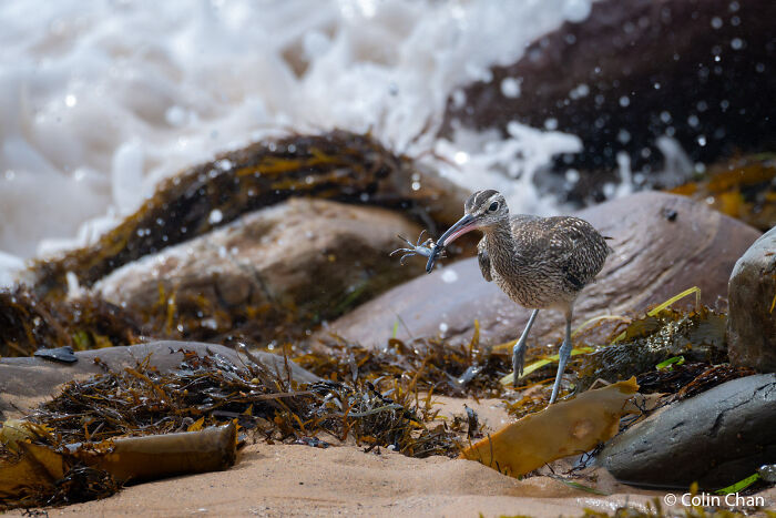Crab Crab! Whimbrel’s Speedy Grab