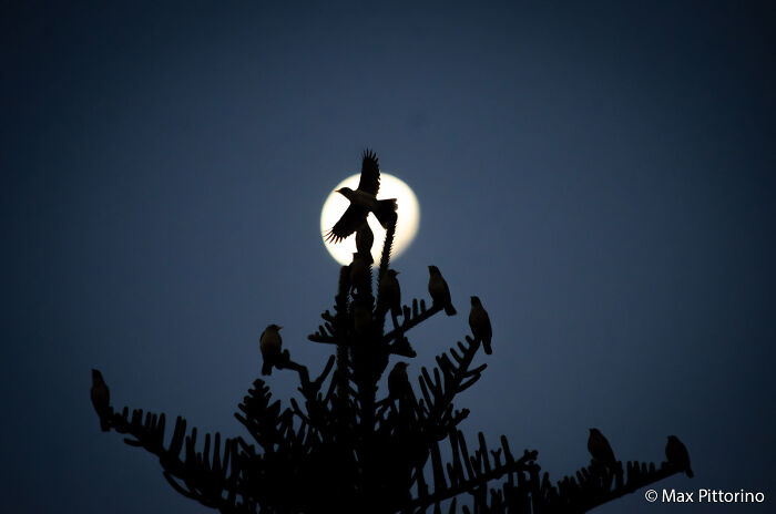 Miners and the Moonlight Show
